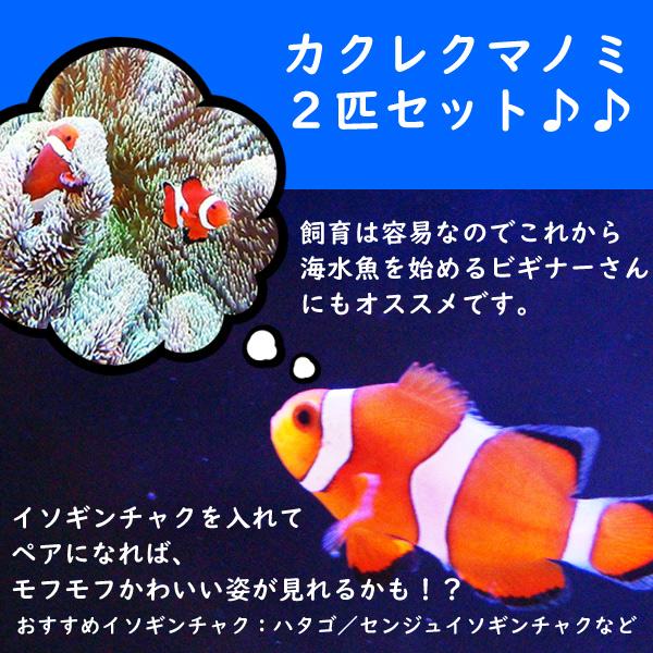 海水魚 クマノミ カクレクマノミ 2匹セット 生体 送料0円 サンプル画像 お得 国産ブリード ±3-4cm
