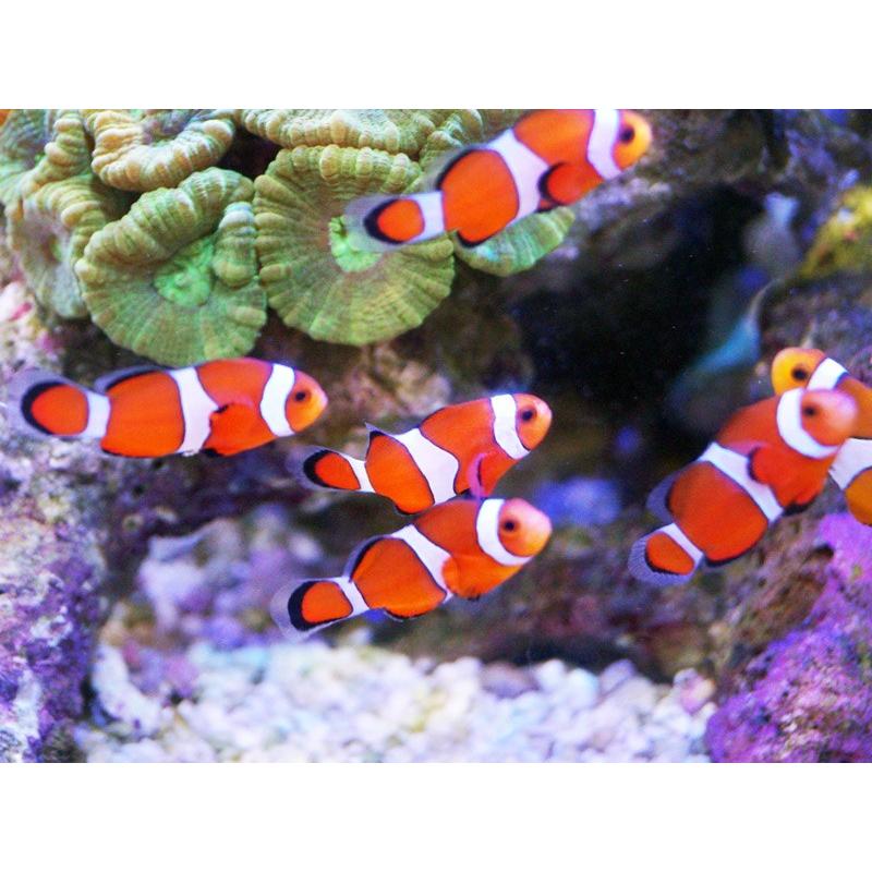 海水魚 クマノミ カクレクマノミ 2匹セット 国産ブリード サンプル画像 3 4cm 生体 Zd03 ペットバルーン ヤフー店 通販 Yahoo ショッピング