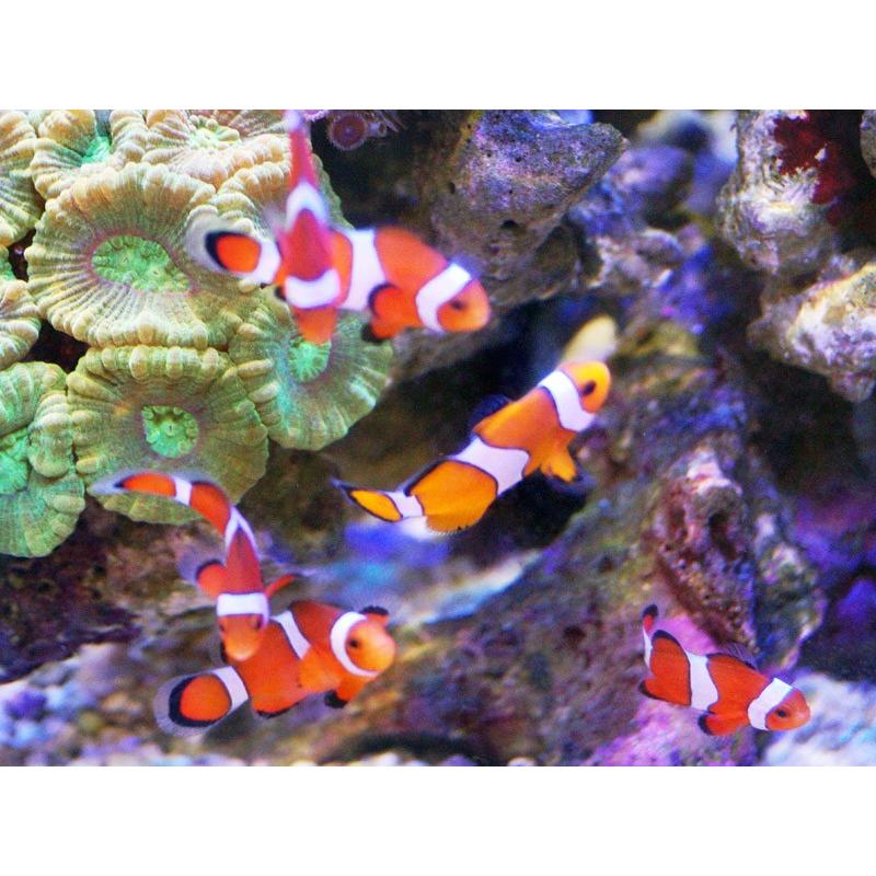 安心の定価販売 海水魚 クマノミ カクレクマノミ 2匹セット 国産ブリード サンプル画像 3 4cm 生体 Whitesforracialequity Org