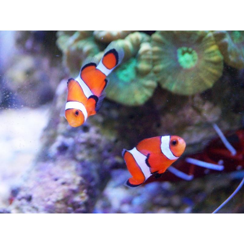 安心の定価販売 海水魚 クマノミ カクレクマノミ 2匹セット 国産ブリード サンプル画像 3 4cm 生体 Whitesforracialequity Org