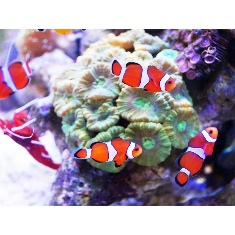 海水魚 クマノミ カクレクマノミ 2匹セット 国産ブリード 1匹 3 4cm サンプル画像 生体 Zd03 ペットバルーン ヤフー店 通販 Yahoo ショッピング