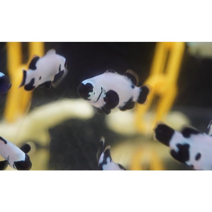 海水魚 クマノミ ブラックスノーフレーククラウンフィッシュ Sグレード 1匹 3 5 4 5cm 生体 Zd03 ペットバルーン ヤフー店 通販 Yahoo ショッピング