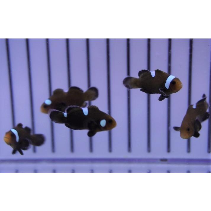 海水魚・クマノミ】ドミノクラウンフィッシュ（3匹セット）（±2.5-3cm 