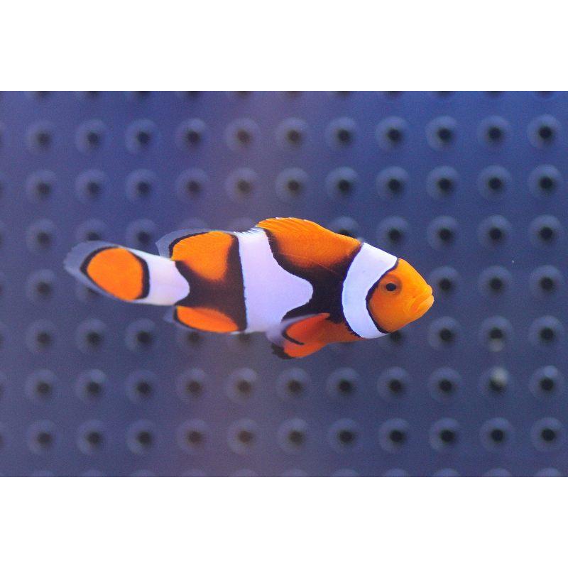 海水魚 クマノミ ペルクラウンアネモネフィッシュ ワイルド 1匹 4 5cm サンプル画像 生体 Zd03 ペットバルーン ヤフー店 通販 Yahoo ショッピング