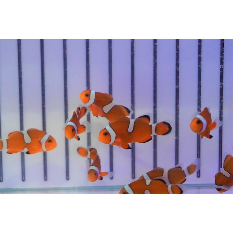 【海水魚・クマノミ】ブリード・カクレクマノミ （イレギュラーバンド）(1匹)±3-4cm (サンプル画像）（生体）｜petballoonshop｜04
