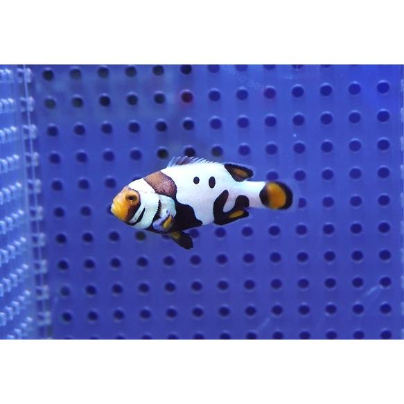 海水魚）ドミノクラウン（ブリード）（1匹） 海水魚・クマノミ 