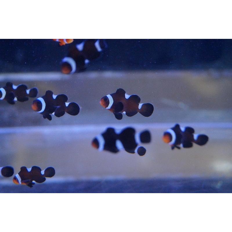 9周年記念イベントが 海水魚 クマノミ イレギュラーバンド ブラックオセラリス 1匹 2 5 3cm サンプル画像 生体 Whitesforracialequity Org