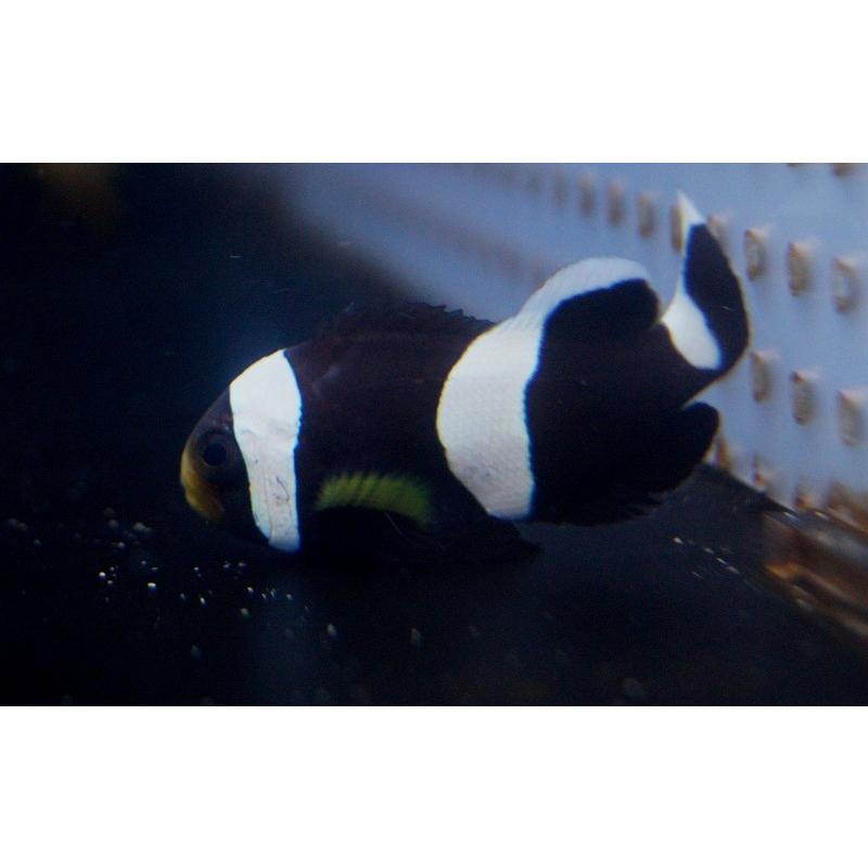 トウアカクマノミ 1匹 A 0129 サンゴ 海水魚 生体 安心の定価販売 A 0129