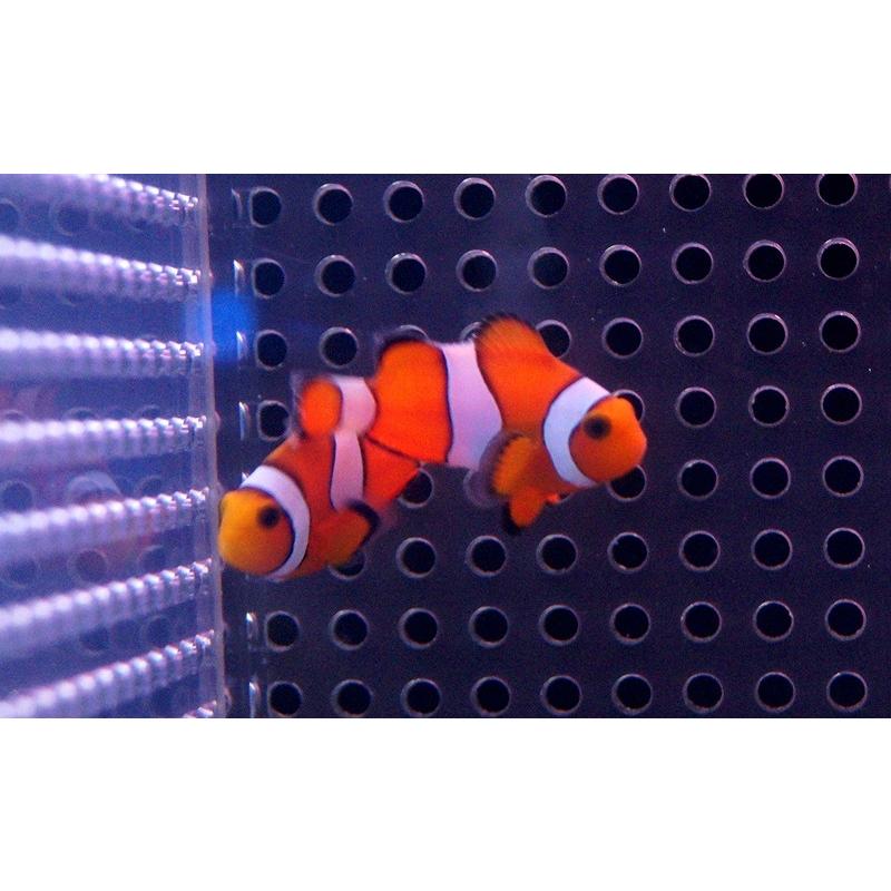 海水魚 通販 カクレクマノミ Sサイズ 3匹 生体 3 5ｃｍ前後 サンプル画像