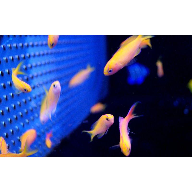 【海水魚】ディアディムアンティアス （5匹）±4-6cm　(サンプル画像）（生体）｜petballoonshop｜03