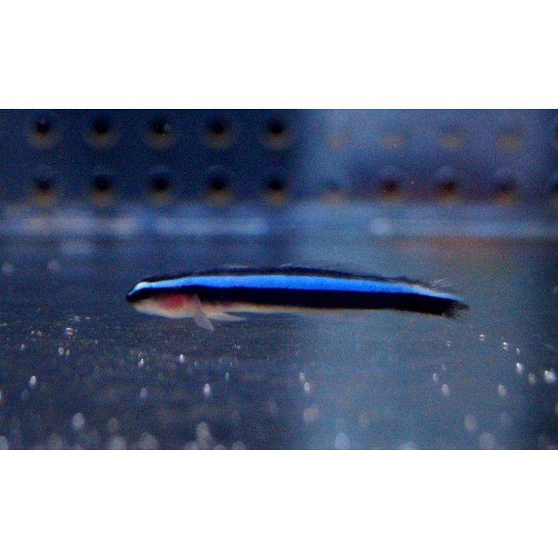 海水魚 ハゼ ネオンゴビー カリブ海 1匹 3 4cm サンプル画像 生体 Zd07 ペットバルーン ヤフー店 通販 Yahoo ショッピング