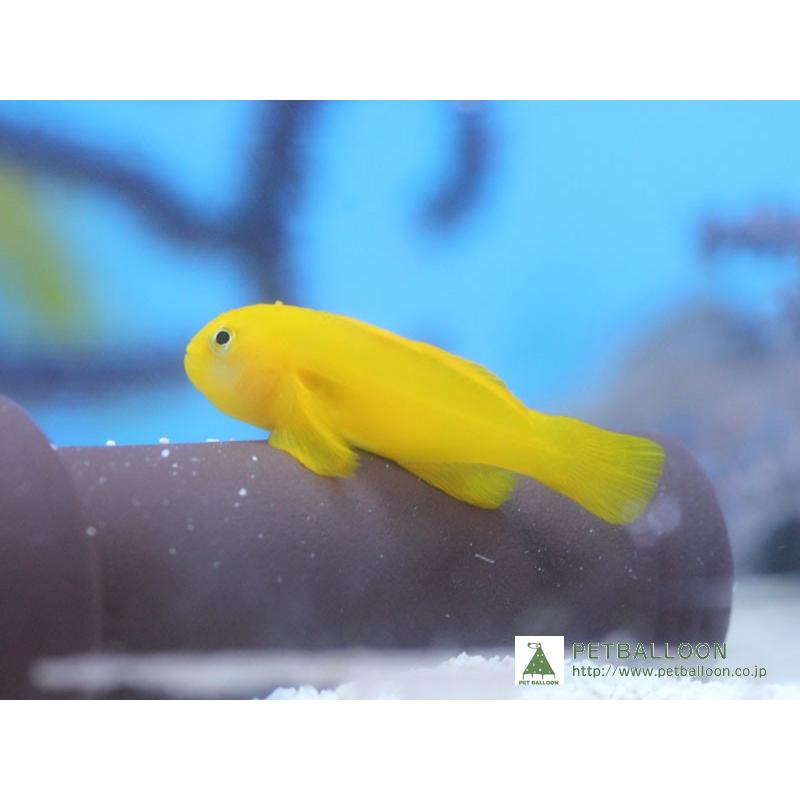 海水魚 キイロサンゴハゼ 3匹 サンプル画像 生体 Zd07 ペットバルーン ヤフー店 通販 Yahoo ショッピング