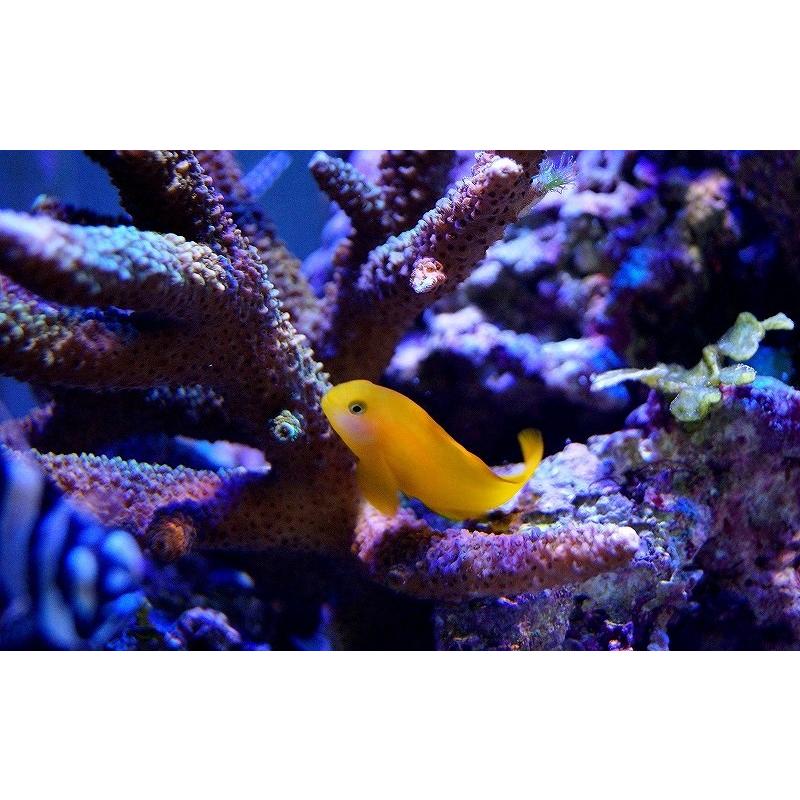 海水魚 キイロサンゴハゼ 3匹 サンプル画像 生体 Zd07 ペットバルーン ヤフー店 通販 Yahoo ショッピング