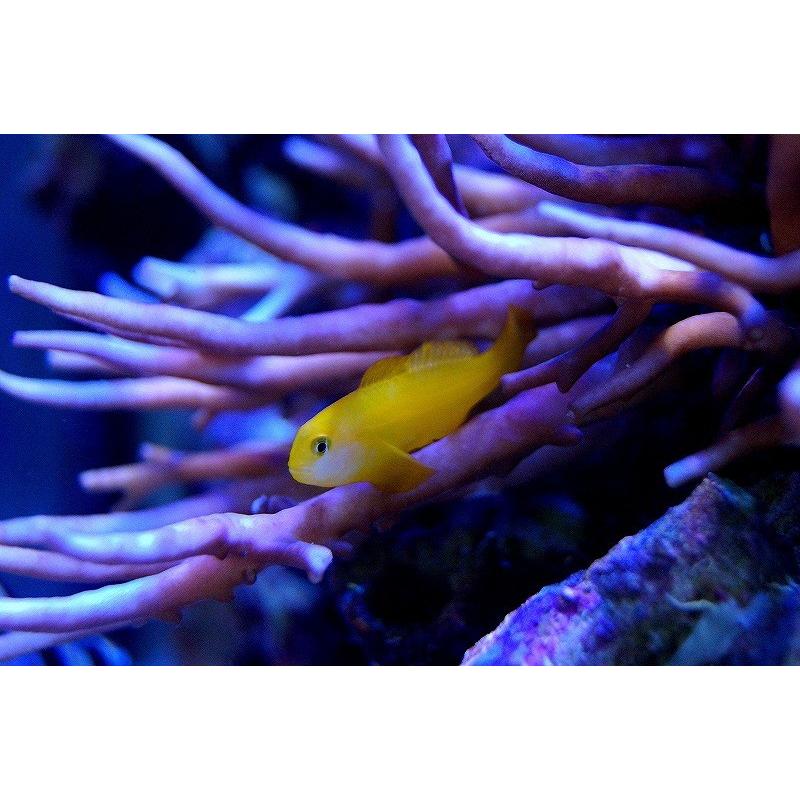 海水魚 キイロサンゴハゼ 3匹 サンプル画像 生体 Zd07 ペットバルーン ヤフー店 通販 Yahoo ショッピング