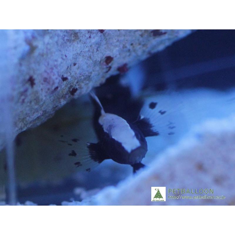 最高 海水魚 オドリハゼ ダンスゴビーシュリンプ 1セット サンプル画像 生体 アクアリウム ペット 生体 海水魚 海水魚 観賞魚 観賞魚生体 Www Solidarite Numerique Fr