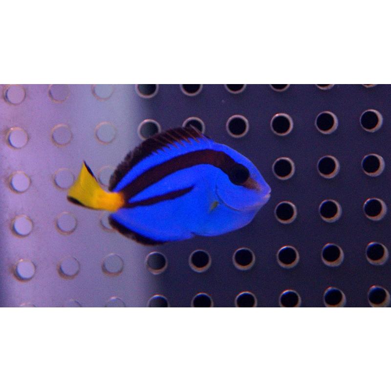 とっても可愛いサイズです ナンヨウハギ Xs Sサイズ 1匹 25 30ｍｍ前後 生体