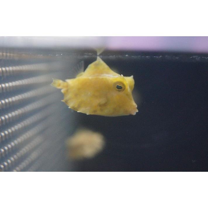 永遠の定番 海水魚 ミナミハコフグ ｌサイズ １匹 Riosmauricio Com