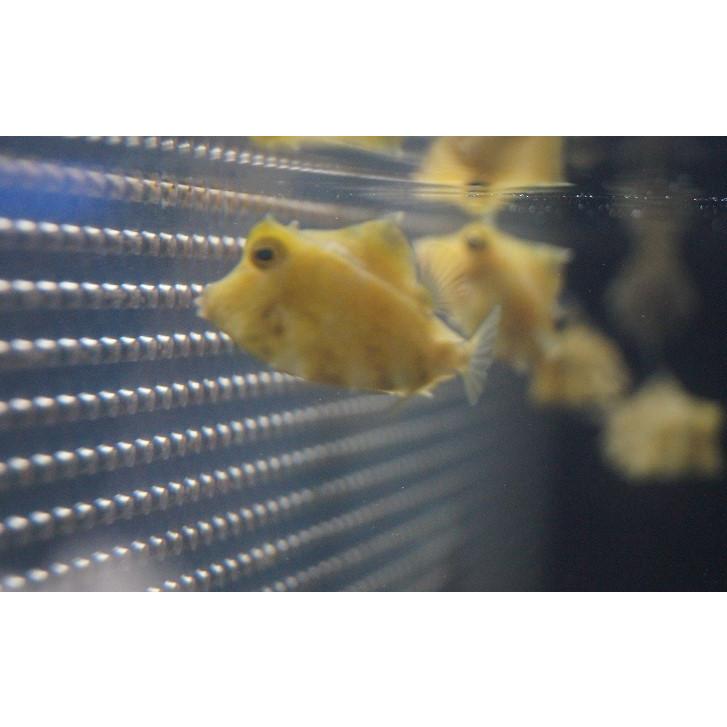 海水魚 ラクダハコフグ Sm 1匹 3 4cm 生体 Zd09 ペットバルーン ヤフー店 通販 Yahoo ショッピング