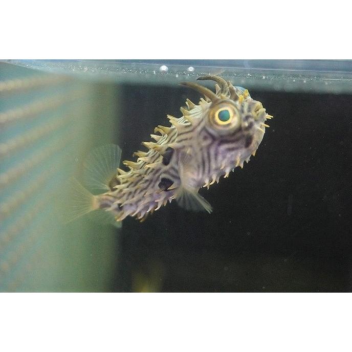 海水魚 フグ ストライプドバーフィッシュ Sサイズ 1匹 4 5cm サンプル画像 生体 Zd09 ペットバルーン ヤフー店 通販 Yahoo ショッピング