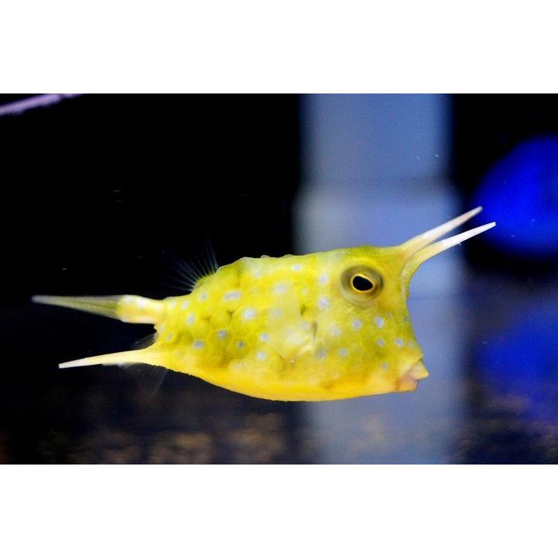 海水魚】コンゴウフグ （SMサイズ） (1匹)±3-4cm前後(サンプル画像 