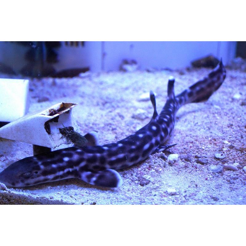 海水魚】コーラルキャットシャーク（ML-Lサイズ)(1匹)±30-40cm 