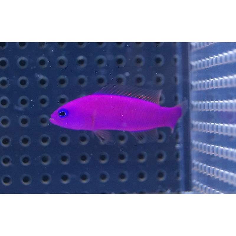 翌日発送可能 海水魚 クレナイニセスズメ 1匹 4 6cm前後 サンプル画像 生体 Shipsctc Org