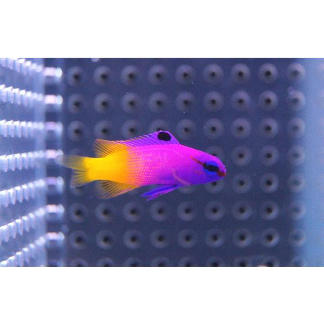 海水魚 ロイヤルグラマ 1匹 4 5cm サンプル画像 生体 Zd14 ペットバルーン ヤフー店 通販 Yahoo ショッピング