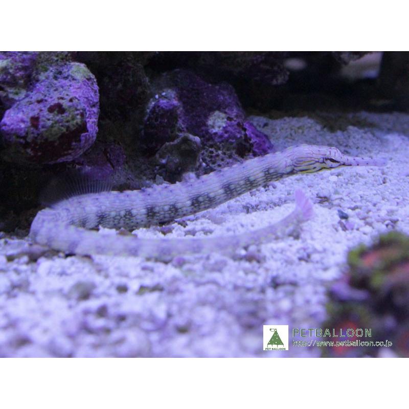 海水魚】イシヨウジウオ(1匹)(サンプル画像)(生体) :zd16-91021d21:ペットバルーン ヤフー店 - 通販 - Yahoo!ショッピング 海水魚】イシヨウジウオ(1匹)(サンプル画像)(生体) :zd16-91021d21:ペットバルーン ヤフー店 - 通販 - Yahoo!ショッピング