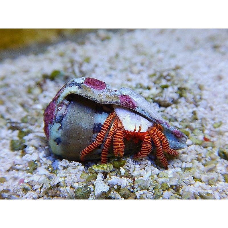 海水生物 ベニワモンヤドカリ 1匹 3 5cm サンプル画像 生体 Zd ペットバルーン ヤフー店 通販 Yahoo ショッピング
