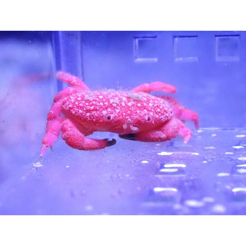 海水魚・カニ】ストロベリークラブ（イチゴヒラオウギガニ）【1匹