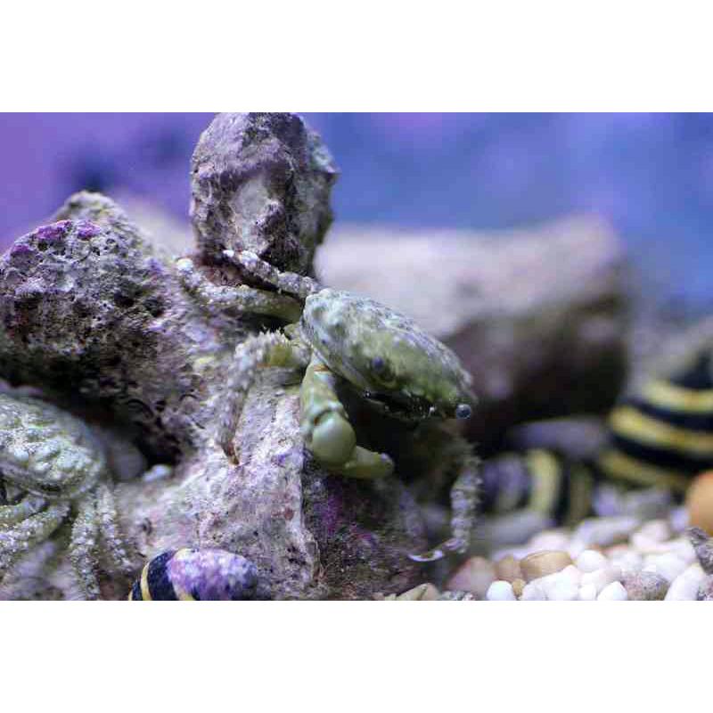 海水魚】最強コケ取りカニ♪エメラルドグリーンクラブ （3匹）±2-3cm 