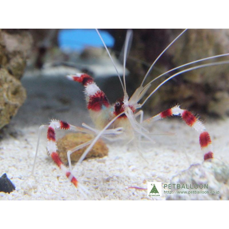 290円 40 Offの激安セール 海水魚 オトヒメエビ お一人様2匹まで 1匹 サンプル画像 生体