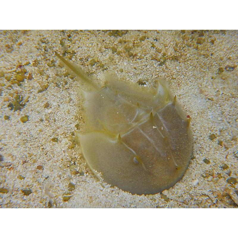 NEW ホワイトソックス L~XLサイズ スリランカ産 1匹 サンプル画像 生体 海水魚 サンゴ turbonetce.com.br NEW ホワイトソックス L~XLサイズ スリランカ産 1匹 サンプル画像 生体 海水魚 サンゴ turbonetce.com.br