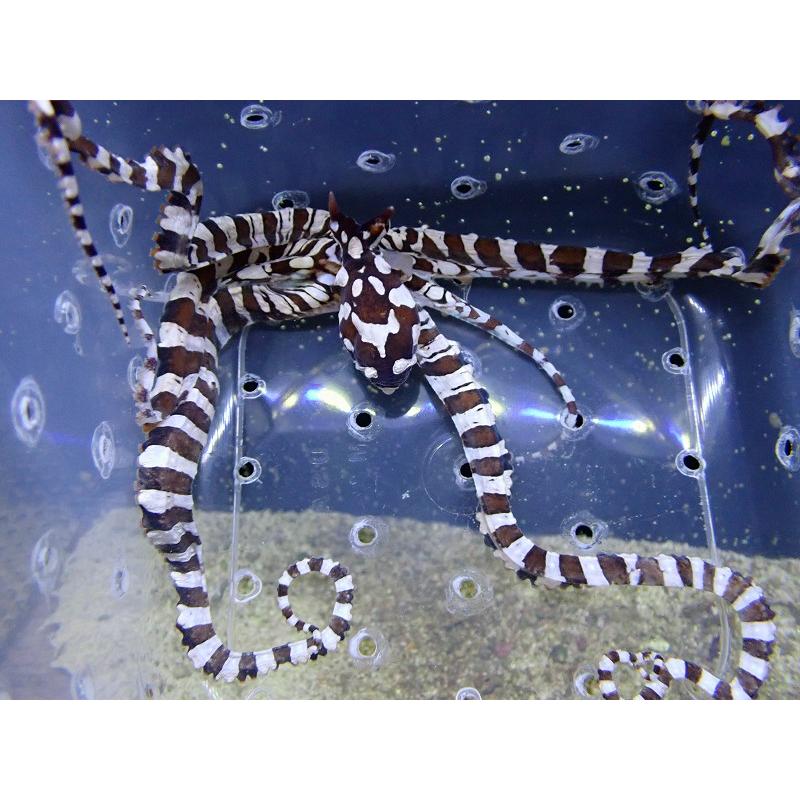 海水魚・タコ】ミミックオクトパス（ゼブラオクトパス）【1匹】（±10