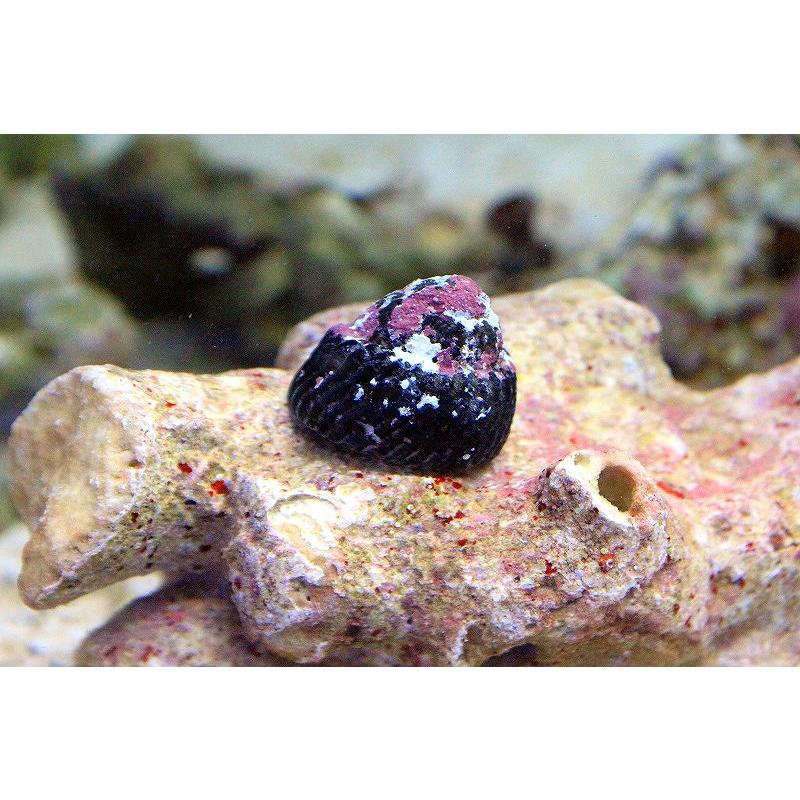 海水魚 シッタカ ガラス面掃除 クリーナー 貝 1匹 生体 Zd22 ペットバルーン ヤフー店 通販 Yahoo ショッピング