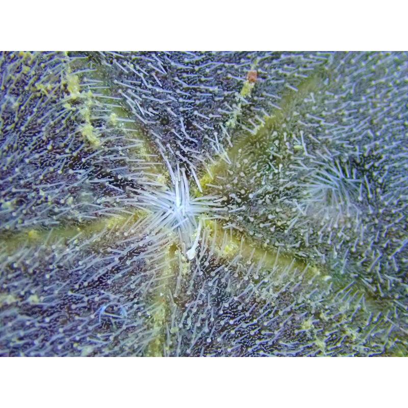 海水魚・ウニ】カシパンsp. (ウニの仲間）【1匹】（±4-5cm