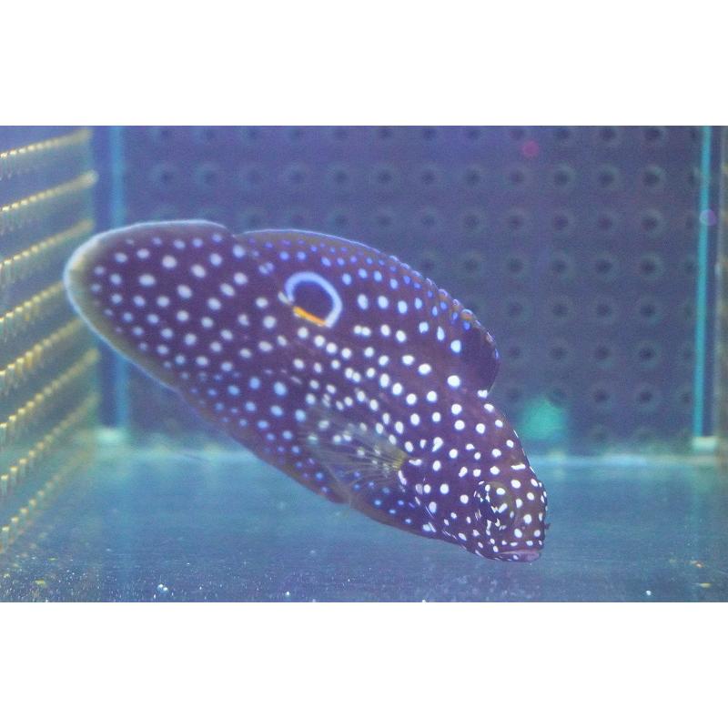 海水魚・タナバタウオ】シモフリタナバタウオ(1匹)±9-12cm (サンプル