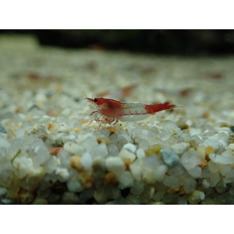 【エビ】【シュリンプ】【20匹】【送料梱包料金無料】ルリーシュリンプ(1.2-1.5cm)(生体)(淡水)|petballoonshop|02
