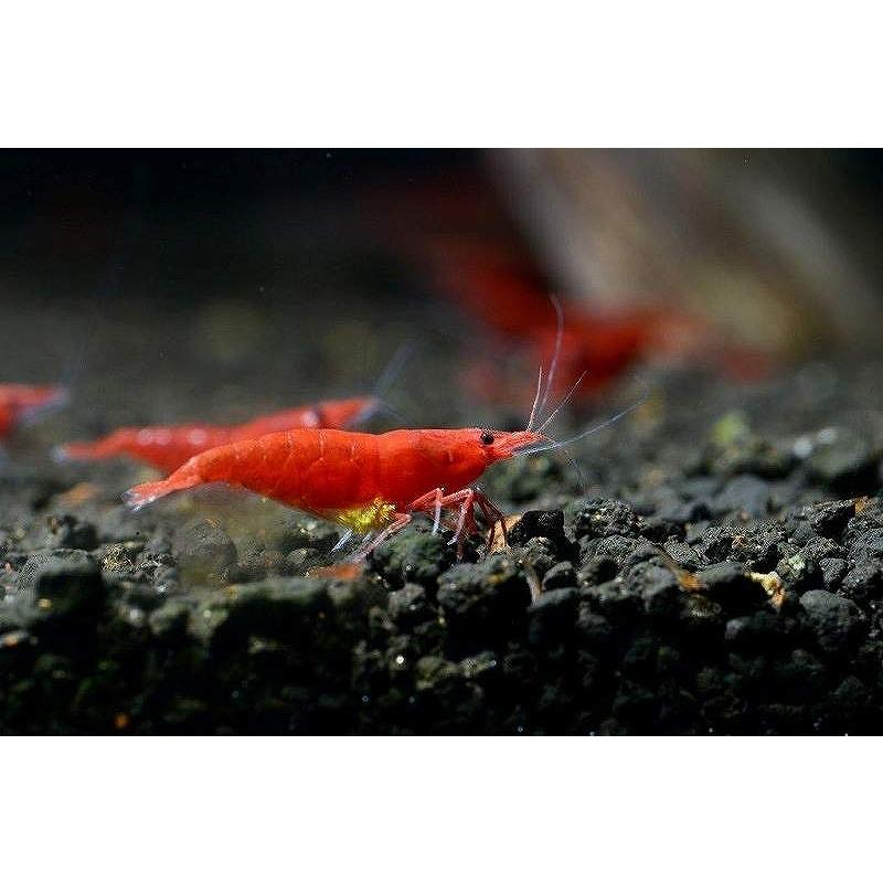 エビ シュリンプ 5匹 レッドファイヤーシュリンプ 1 2 1 5cm 生体 淡水 Ze01 910c81 ペットバルーン ヤフー店 通販 Yahoo ショッピング