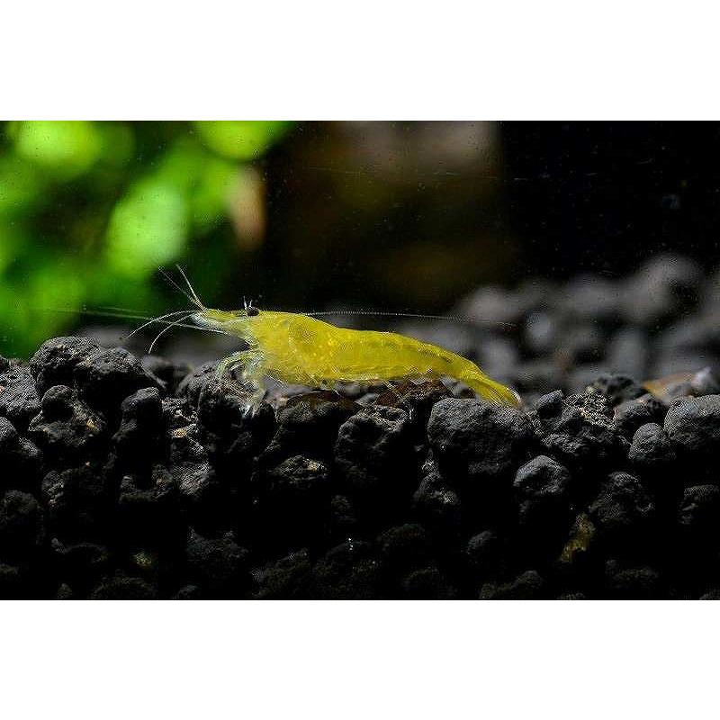 エビ シュリンプ イエローシュリンプ匹 1 2 1 5cm Educacion Press