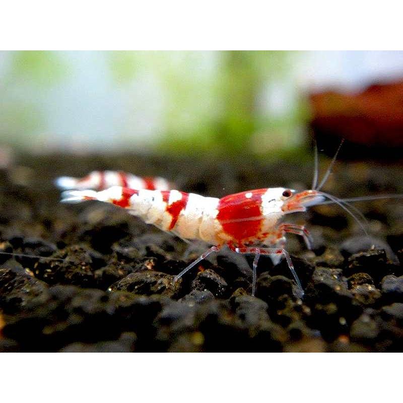 エビ シュリンプ 1匹 レッドビーシュリンプ バンド Aグレード Mサイズ 赤白キレイ 1 2cm Ze08 ペットバルーン ヤフー店 通販 Yahoo ショッピング