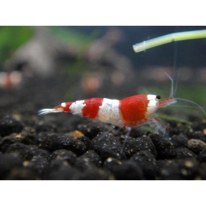 いいスタイル エビ シュリンプ 淡水 送料梱包料金無料 1.0-1.2cm レッドビーシュリンプ日の丸モスラ いいスタイル エビ シュリンプ 淡水 送料梱包料金無料 1.0-1.2cm レッドビーシュリンプ日の丸モスラ