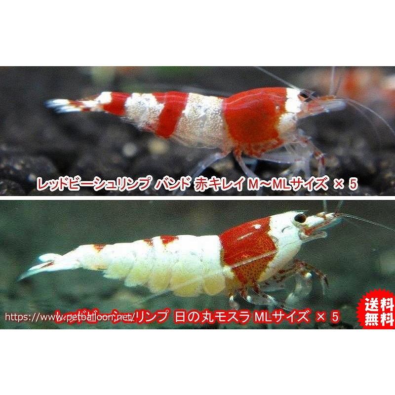 エビ】【シュリンプ】【10匹】レッドビーシュリンプ 血統アップセット B (1.0-1.2cm) :ze08-91020811:ペットバルーン ヤフー店 - 通販 - Yahoo!ショッピング エビ】【シュリンプ】【10匹】レッドビーシュリンプ 血統アップセット B (1.0-1.2cm) :ze08-91020811:ペットバルーン ヤフー店 - 通販 - Yahoo!ショッピング