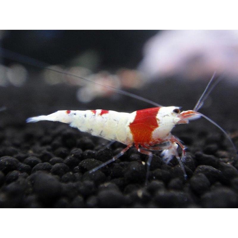 エビ シュリンプ レッドビーシュリンプバンドsmサイズ有名ブリーダー血統15匹 1 0cm Ze09 ペットバルーン ヤフー店 通販 Yahoo ショッピング