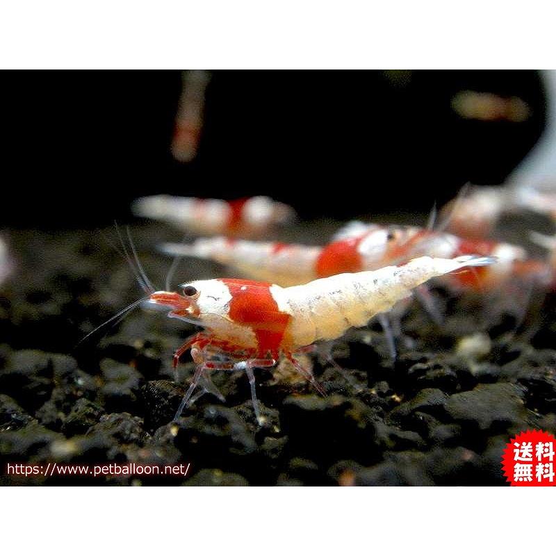 エビ シュリンプ 10匹 送料梱包料金無料 レッドビーシュリンプ日の丸モスラ M Ml 国内有名ブリーダー血統個体 1 2 1 5cm 生体 淡水 シュリンプ ザリガニ 甲殻類 Www Arrowspeedline Com Vn