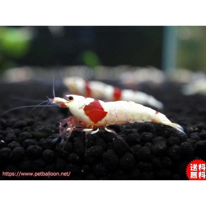 エビ シュリンプ 5匹 レッドビーシュリンプ日の丸モスラ上物厳選赤白濃美個体m 国内ブリード 1 2 1 5cm Ze09 ペットバルーン ヤフー店 通販 Yahoo ショッピング