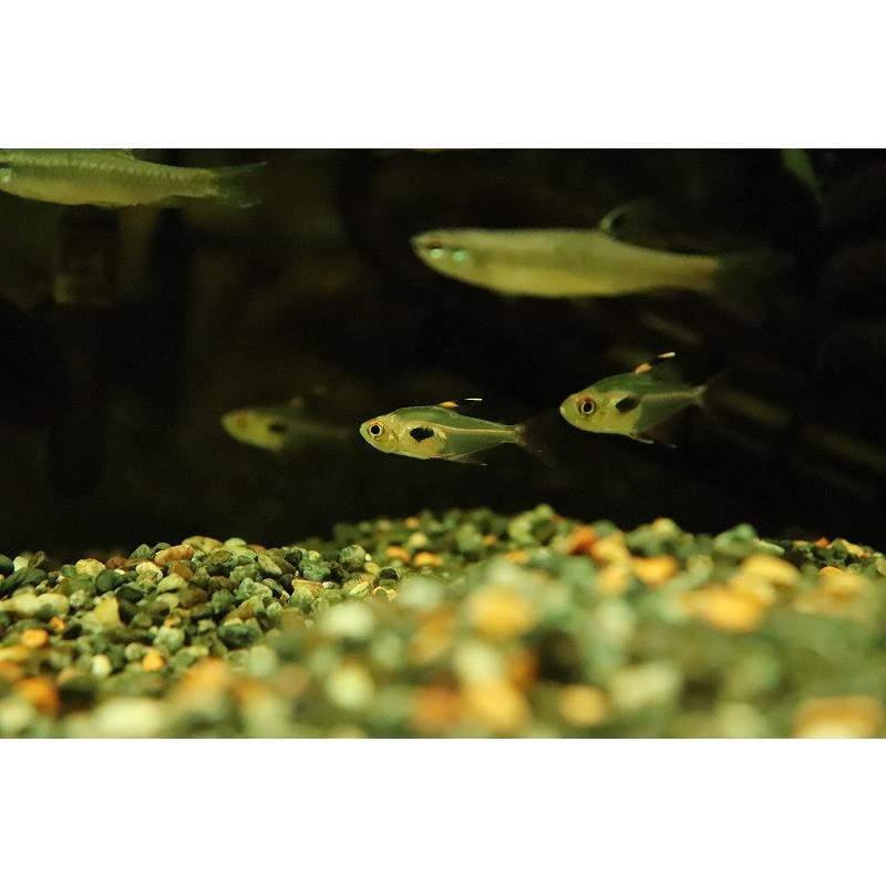 淡水魚】【通販】大特価 ハイフェソブリコン エピカリス リオネグロ産 