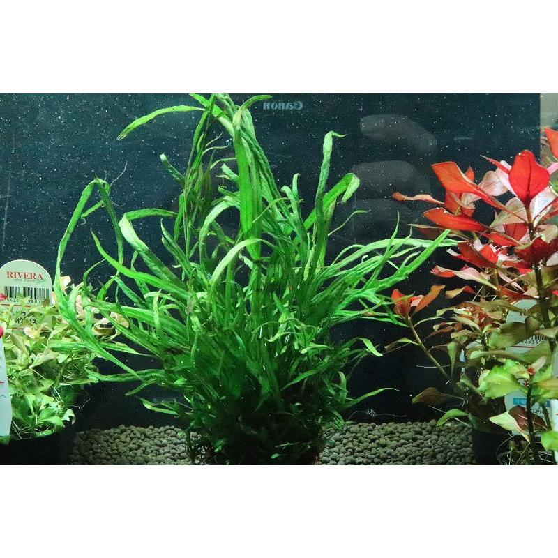 通販 水草】トロピカ社 ミクロソリウム トライデント(無農薬)【1ポット