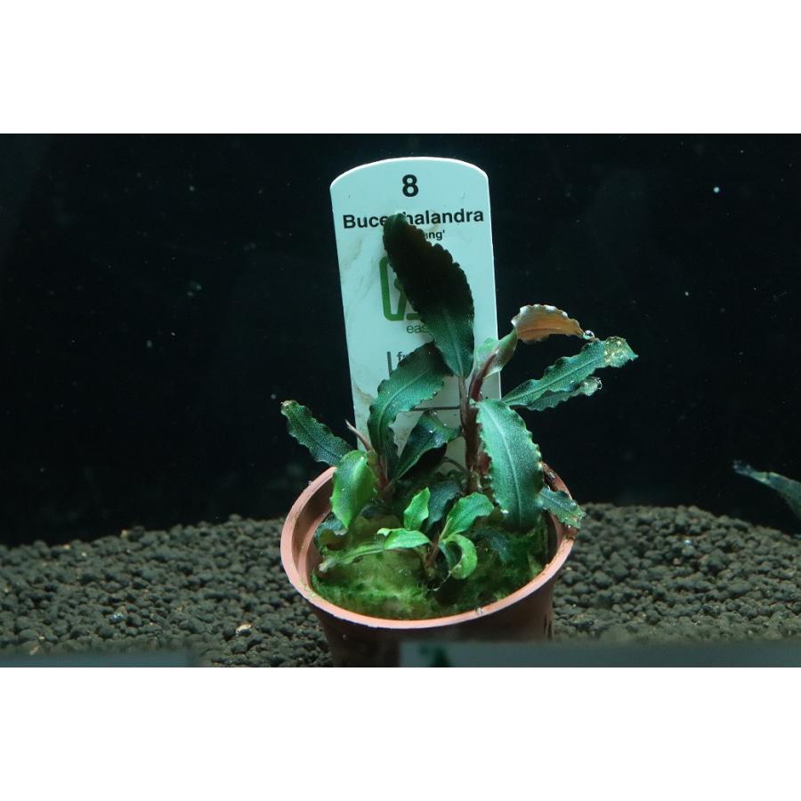 通販 水草】トロピカ社 ブセファランドラ sp クダガン(無農薬 通販 水草】トロピカ社 ブセファランドラ sp クダガン(無農薬