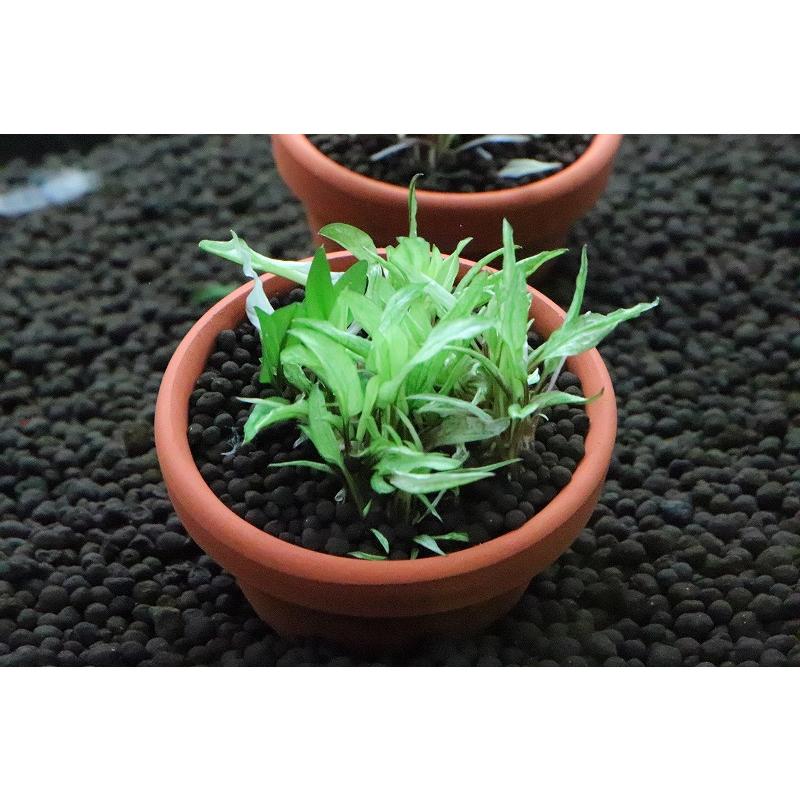 水草 お取り寄せ クリプトコリネ ウェンティグリーンゲッコー 国産 1pot Zf07 ペットバルーン ヤフー店 通販 Yahoo ショッピング